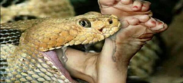 عکس اسکلت مار غول پیکر