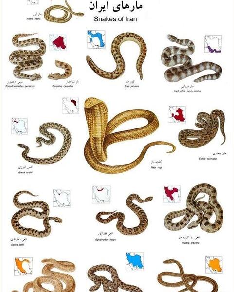 عکس اسکلت مار غول پیکر