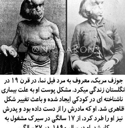 عکس اسکلت فیل