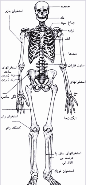 عکس اسکلت کامل بدن انسان