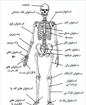 عکس اسکلت کامل بدن انسان