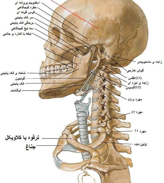 عکس اسکلت گردن انسان