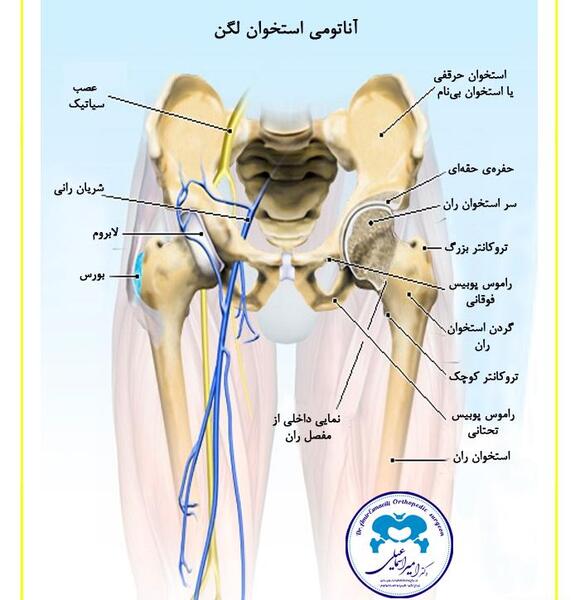 عکس اسکلت لگن