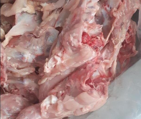 عکس اسکلت مرغ