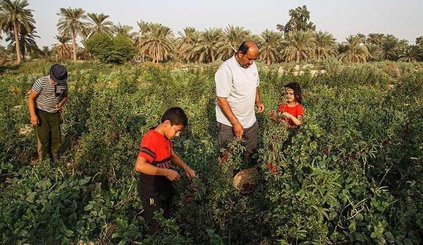 عکس چای قرمز