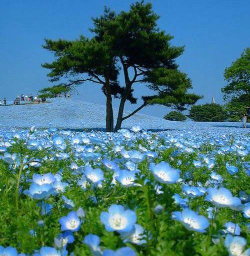 عکسهای طبیعت ژاپن