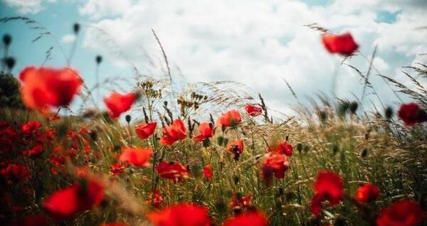 عکس نوشته در مورد گل شقایق