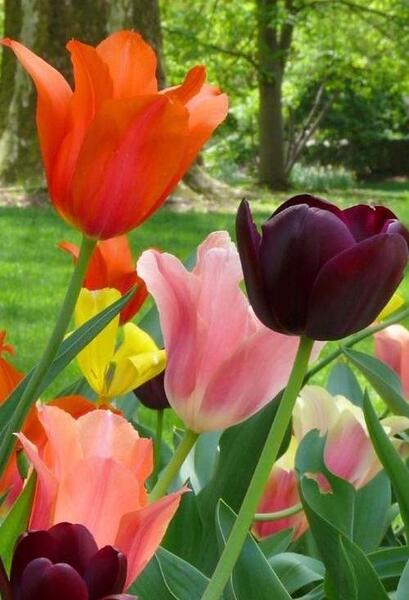 عکس گل لاله تصویر زمینه