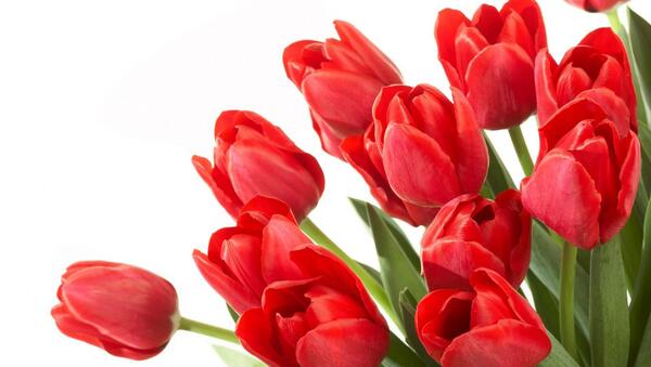 عکس گل لاله تصویر زمینه