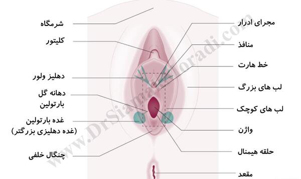 عکس ولوودینیا