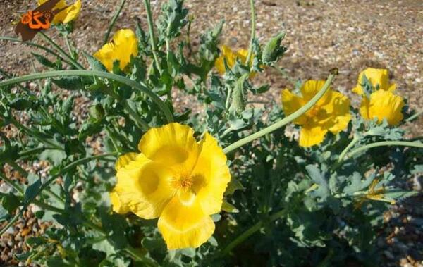 عکس شقایق زرد
