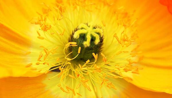 عکس شقایق زرد