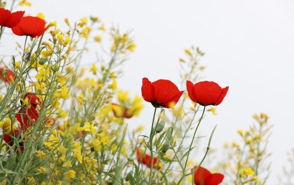 عکس شقایق هاشمی