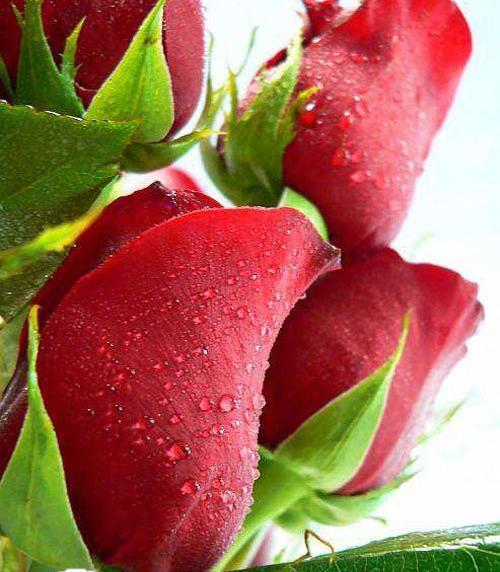 عکس شیوا رز
