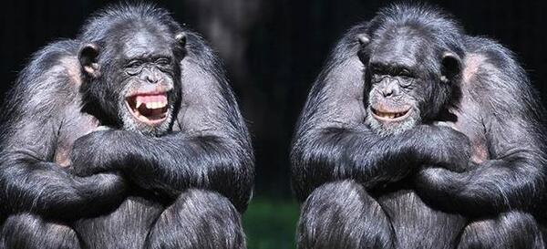عکس شادی میمون