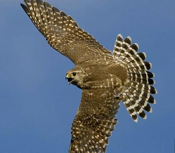 عکس شاهین پرنده شکاری
