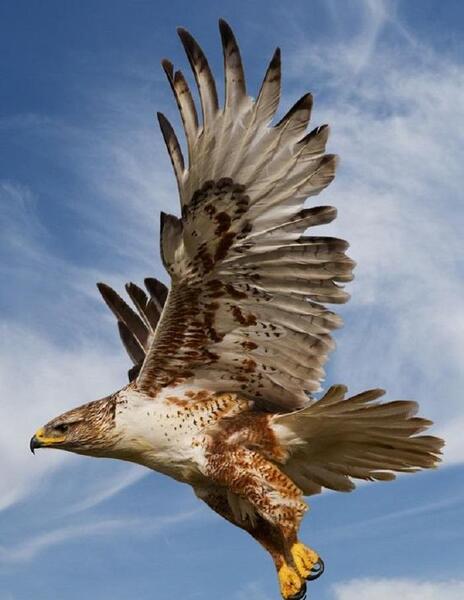 عکس شاهین پرنده شکاری