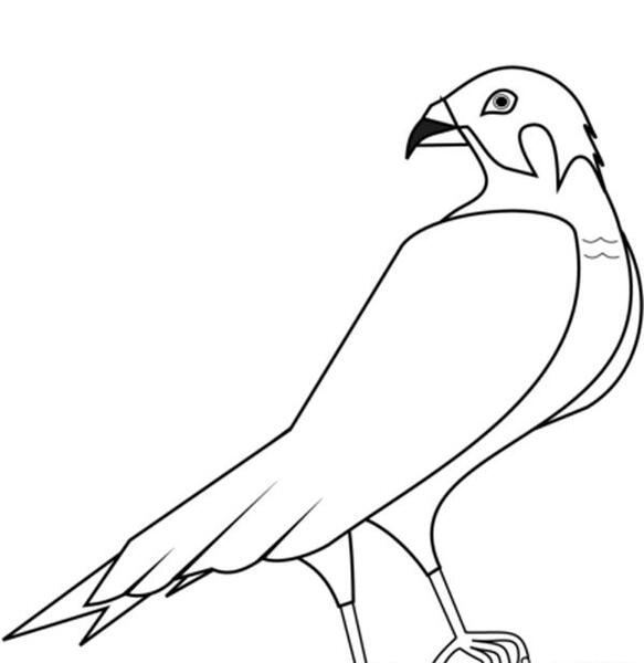 عکس طراحی شاهین
