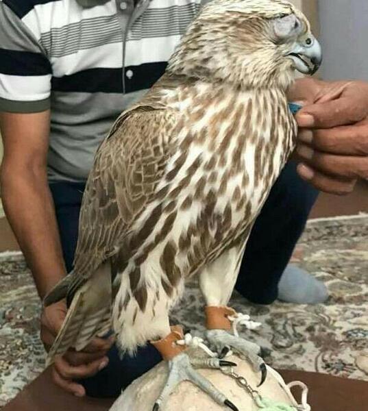 عکس شاهین گیرای