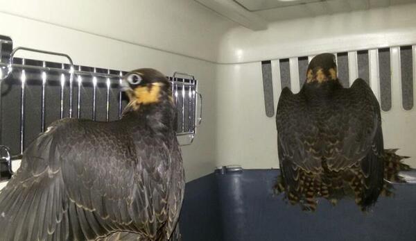 عکس شاهین لیل