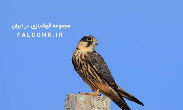 عکس شاهین لیل
