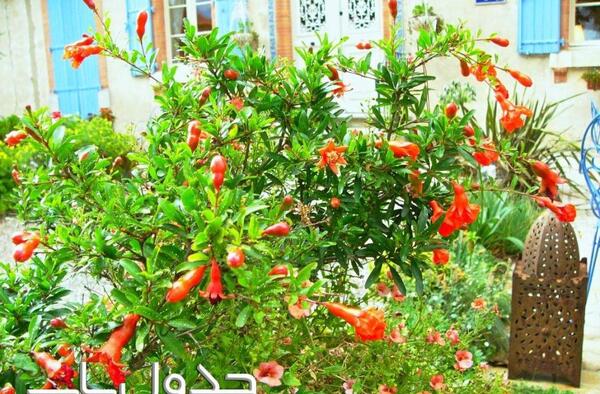 عکس شکوفه انار