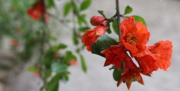 عکس شکوفه انار