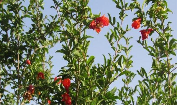 عکس شکوفه انار