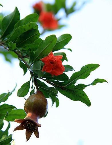 عکس شکوفه انار