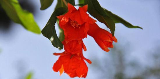 عکس شکوفه انار