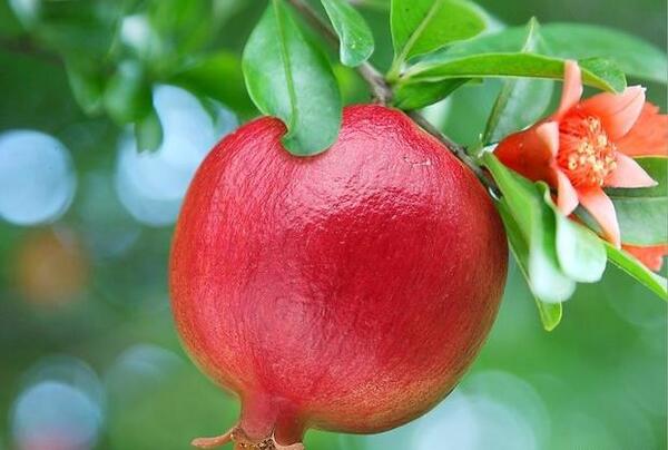 عکس شکوفه انار