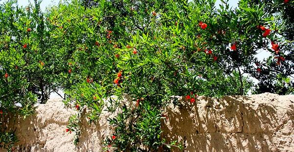 عکس شکوفه انار