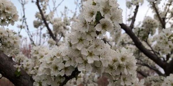 عکس شکوفه الوچه