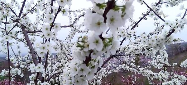 عکس شکوفه الوچه