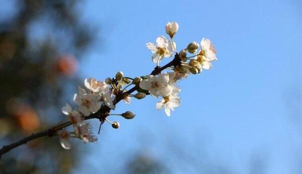 عکس شکوفه الوچه