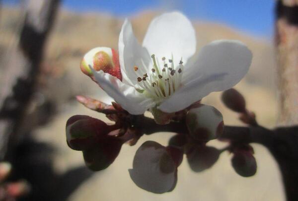 عکس شکوفه الوچه