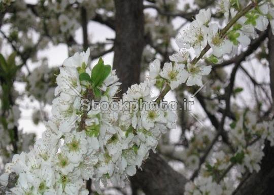 عکس شکوفه الوچه
