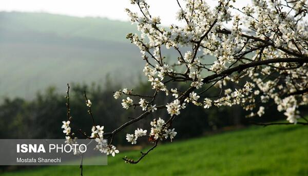 عکس شکوفه الوچه