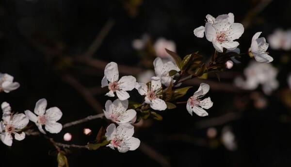 عکس شکوفه الوچه
