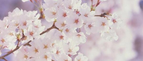 عکس شکوفه تصویر زمینه