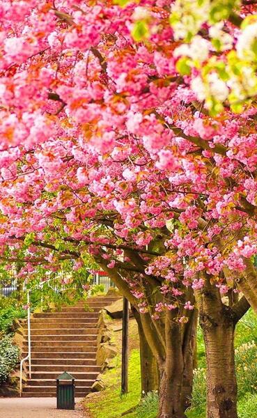 عکس شکوفه تصویر زمینه