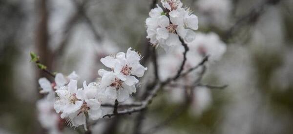 عکس شکوفه حسنی