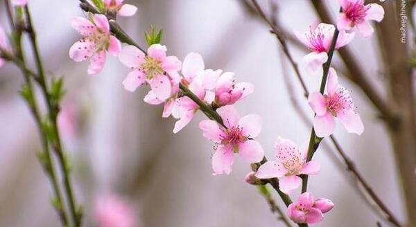 عکس شکوفه حسنی