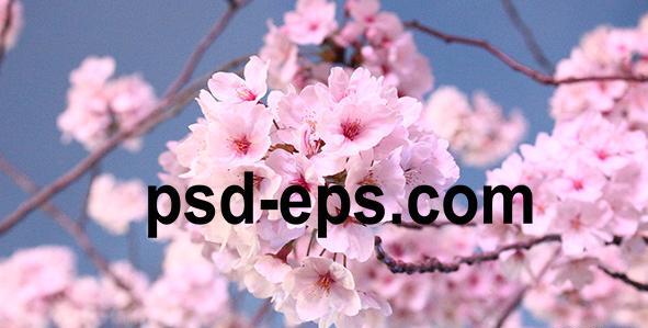 عکس شکوفه درخت گیلاس