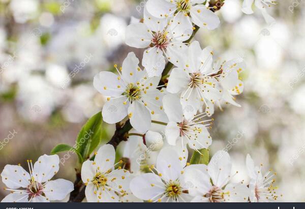 عکس شکوفه درخت گیلاس