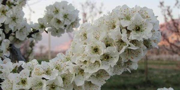 عکس شکوفه درخت الوچه