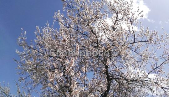 عکس شکوفه درخت الوچه