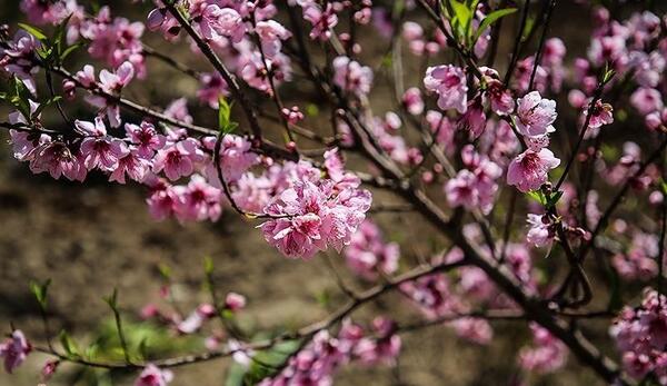عکس شکوفه زردآلو