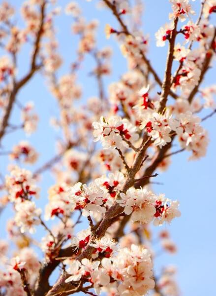 عکس شکوفه زدن درخت