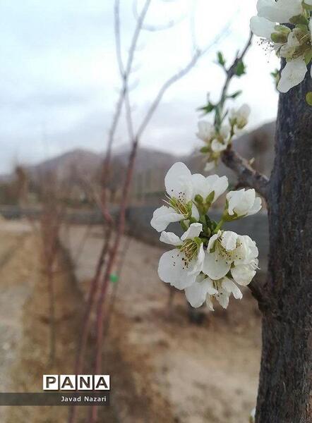 عکس شکوفه زدن درخت